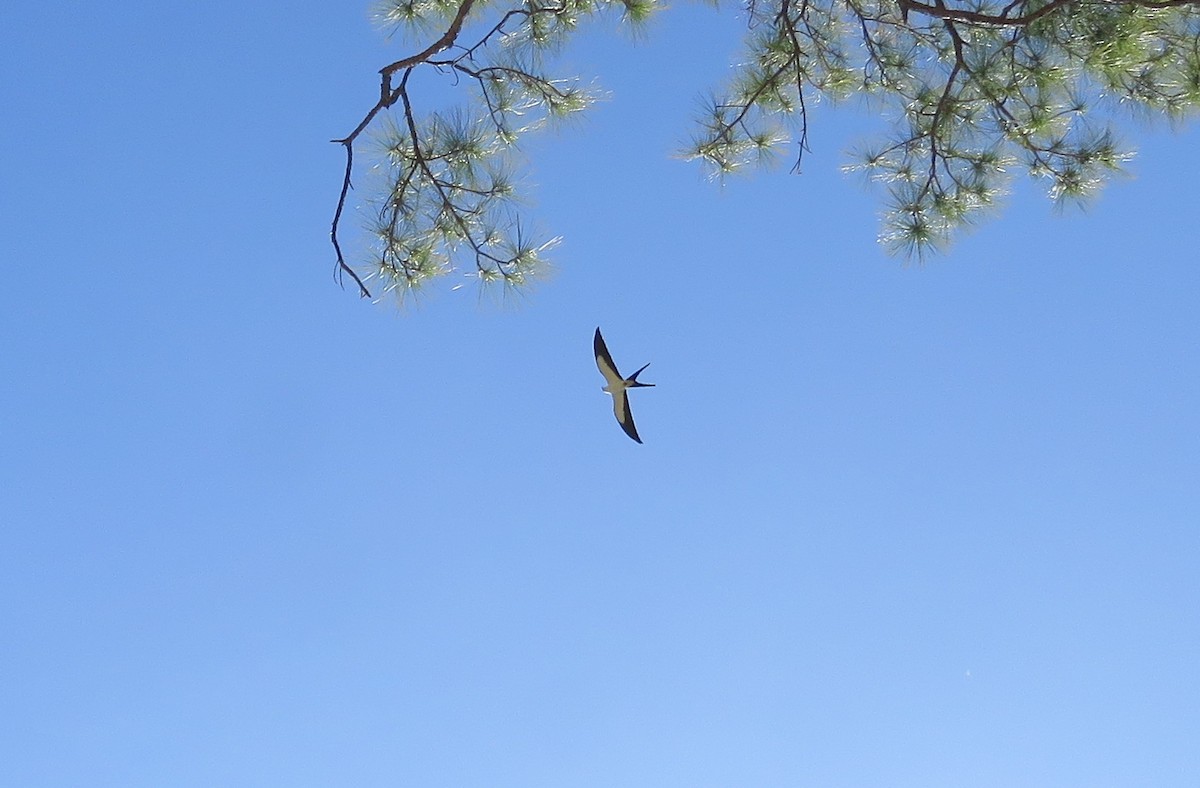 Swallow-tailed Kite - ML160631981