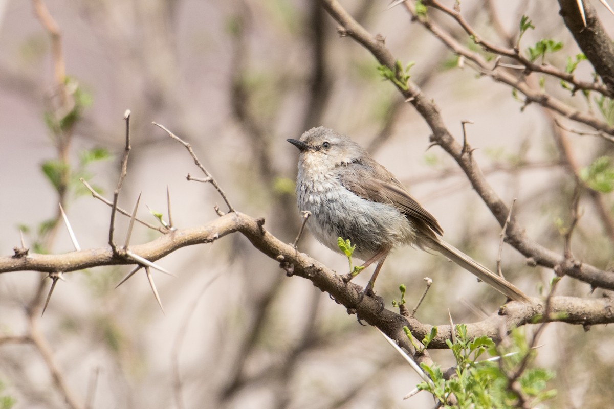 Namaqua Warbler - Peter  Steward