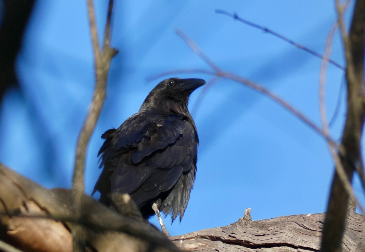 Common Raven - ML160636201