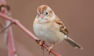  - Field Sparrow