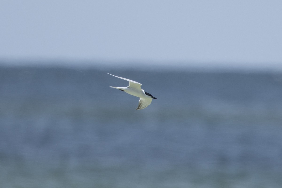 Gull-billed Tern - Jamie Collins
