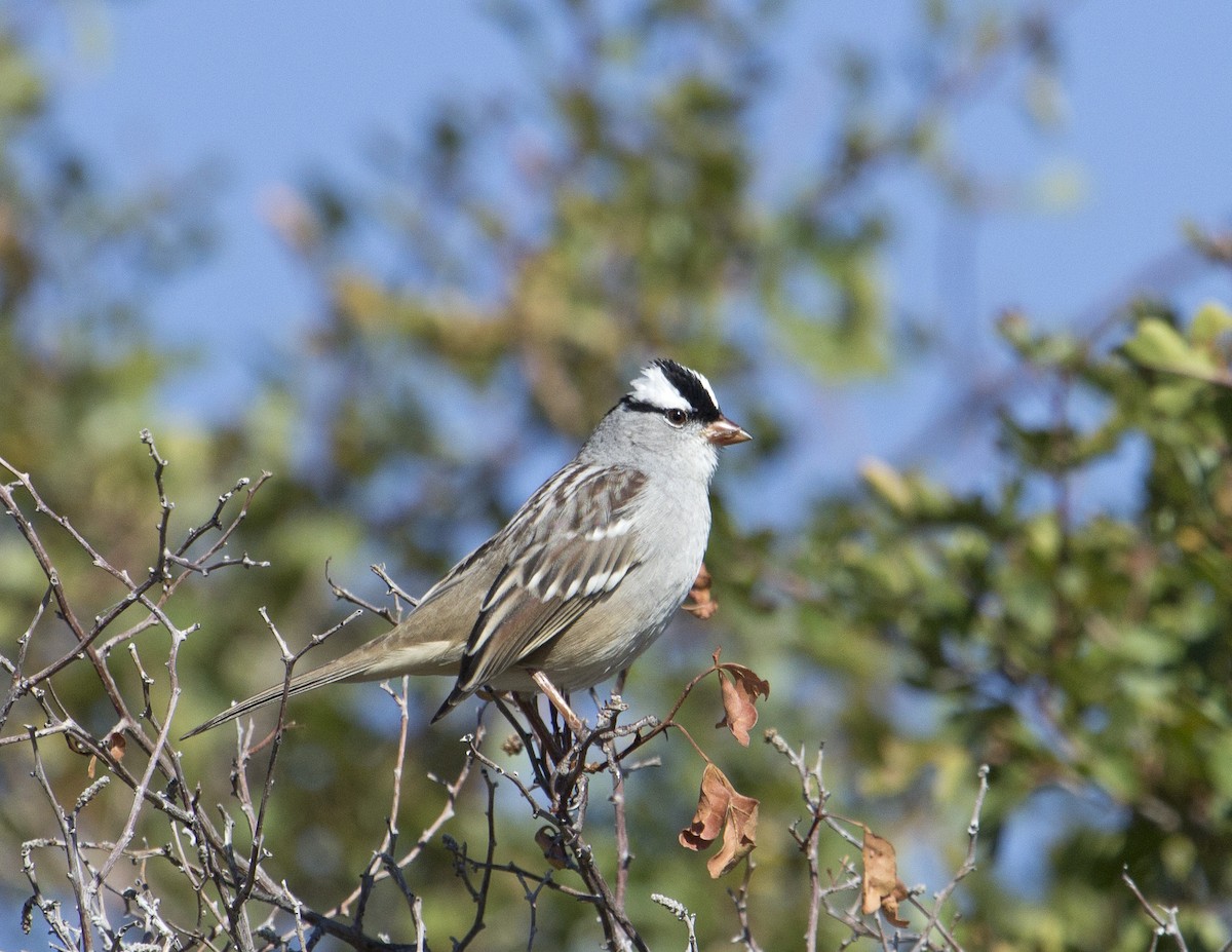 White-crowned Sparrow - ML160640451