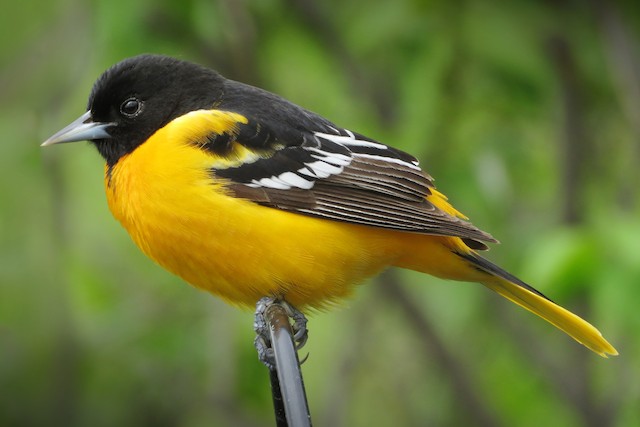 First Alternate male Baltimore Oriole (24 May). - Baltimore Oriole - 