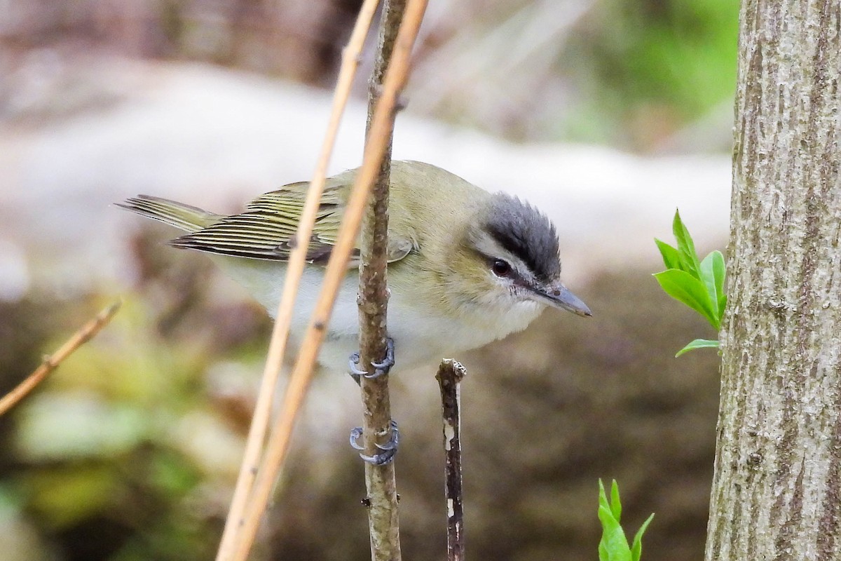Red-eyed Vireo - Pat Hare