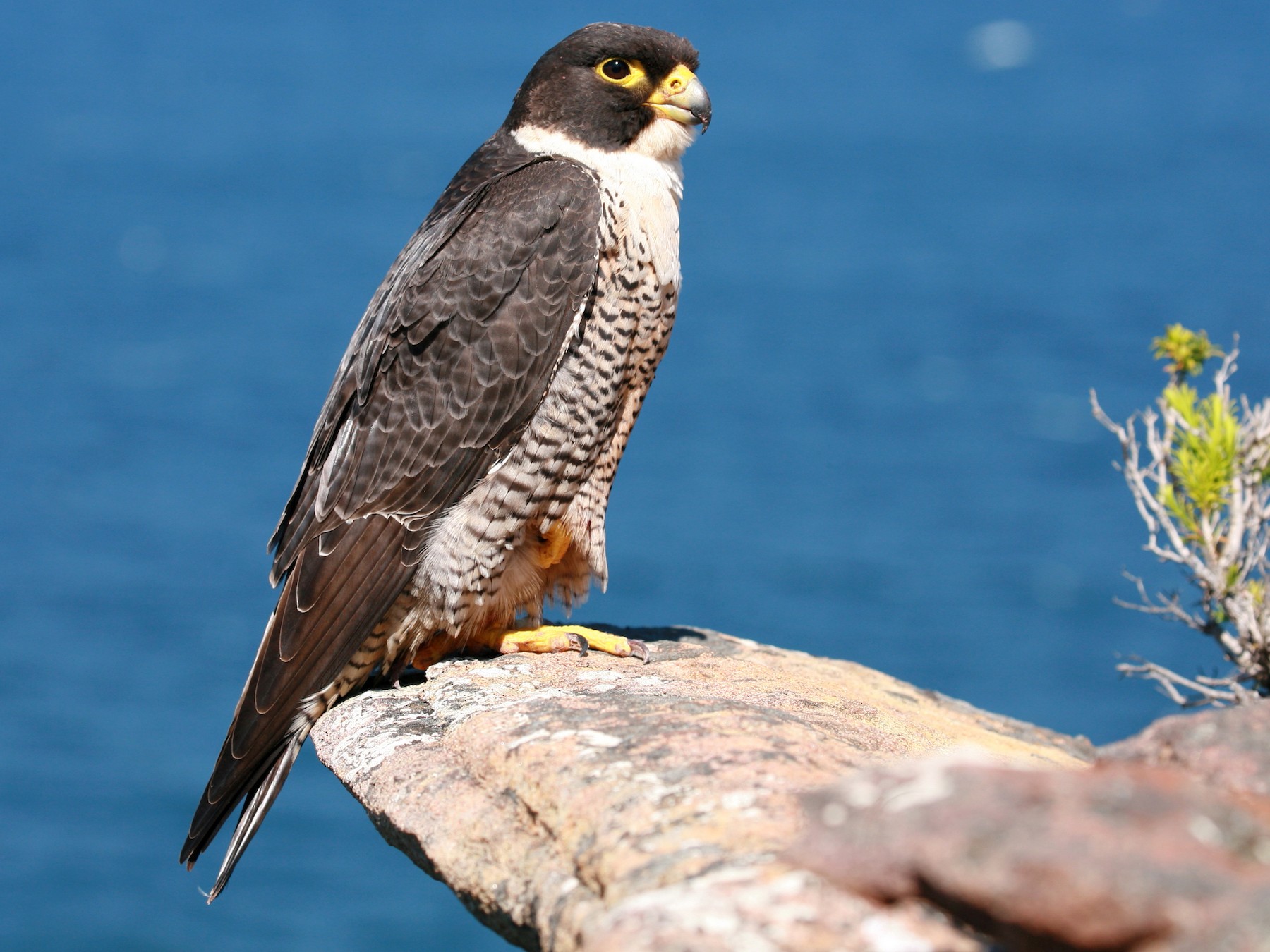 Peregrine Falcon EBird   1800