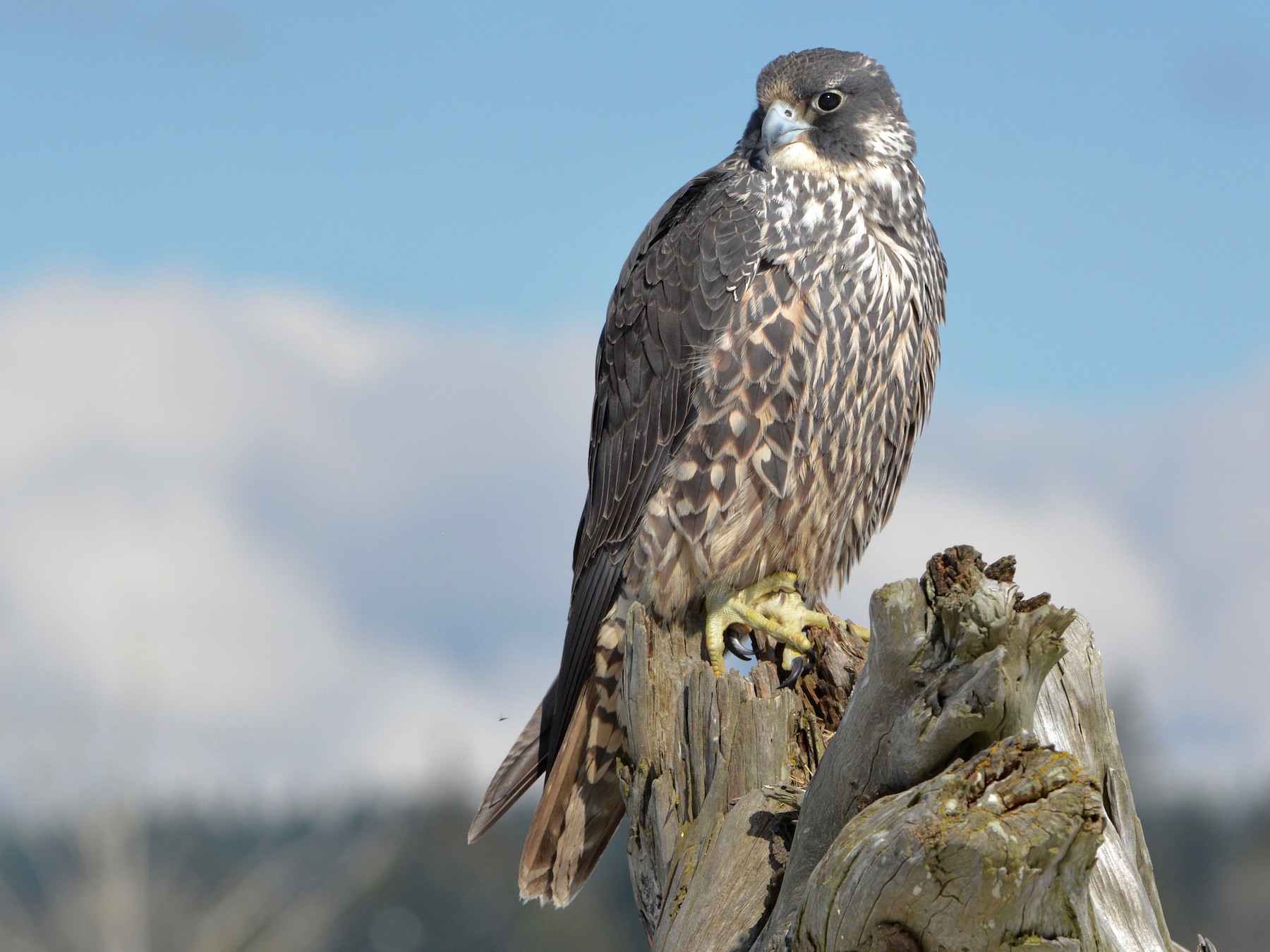 Peregrine Falcon - Bridget Spencer