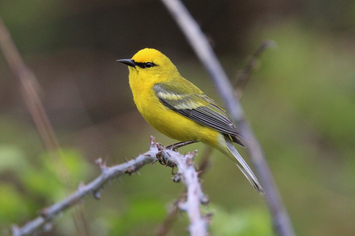 Blue-winged Warbler - Patrick Sysiong