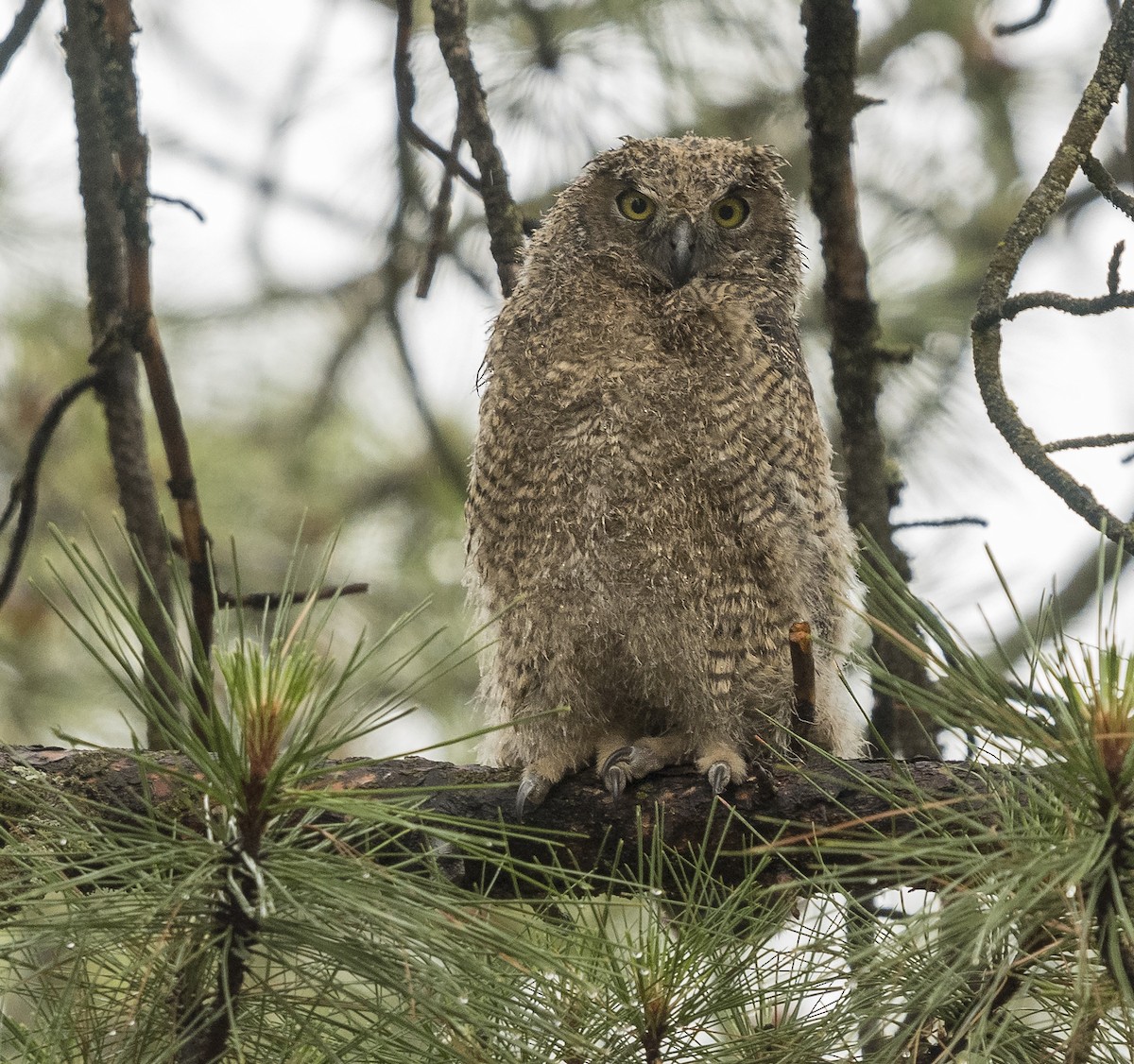 Great Horned Owl - Ian Routley