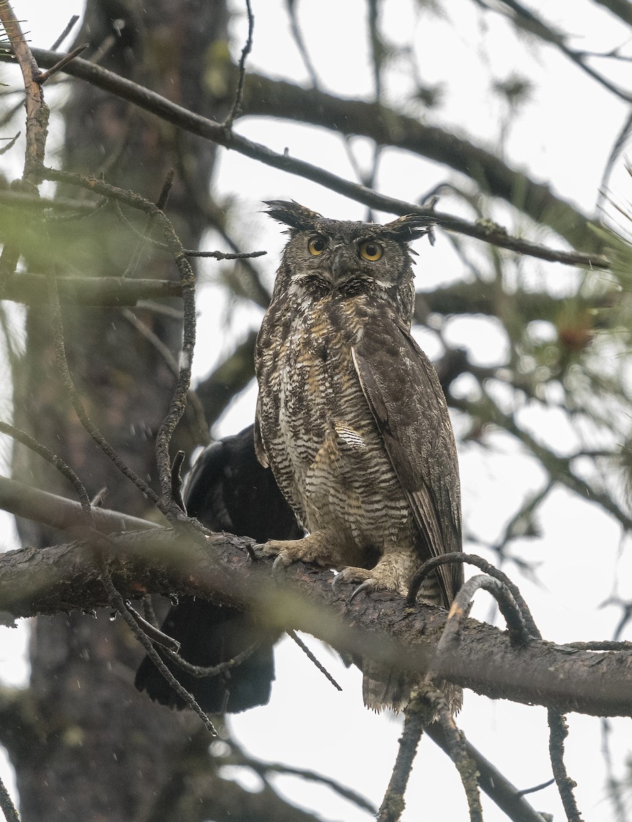 Great Horned Owl - ML160657721