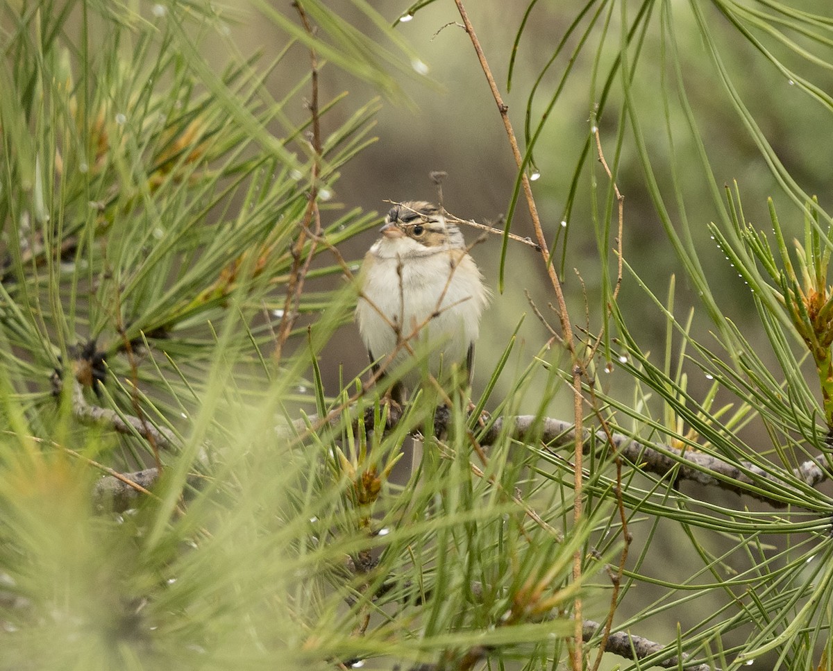Clay-colored Sparrow - ML160658131