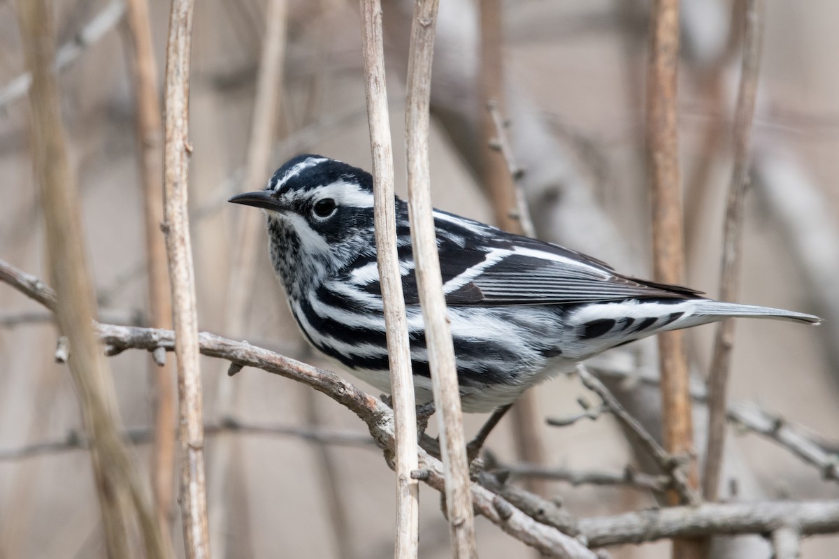 Black-and-white Warbler - ML160660421