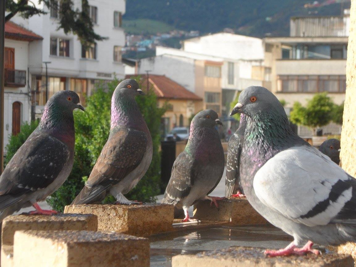 Rock Pigeon (Feral Pigeon) - Alberto Peña