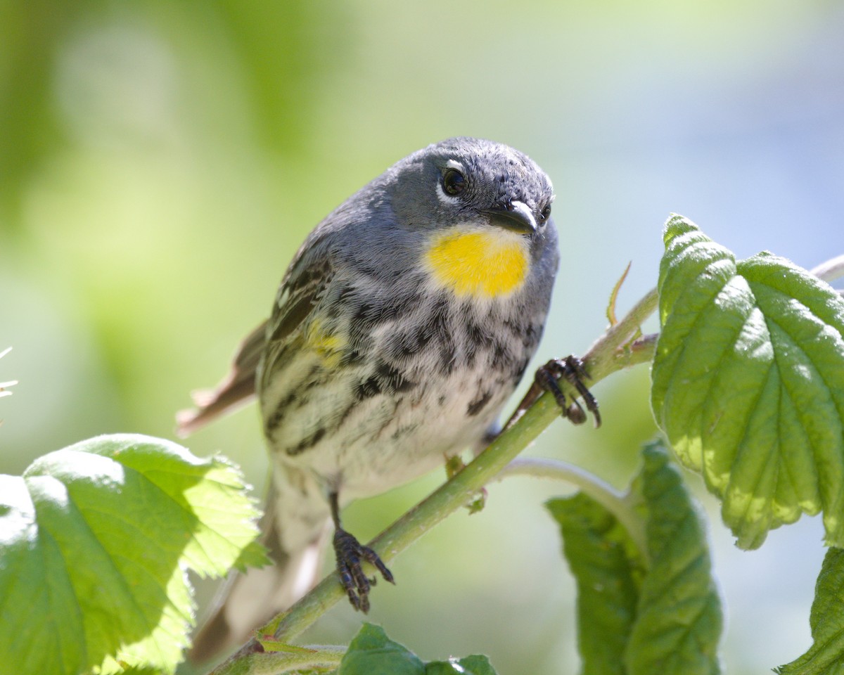 Yellow-rumped Warbler (Myrtle x Audubon's) - Ernest Crvich