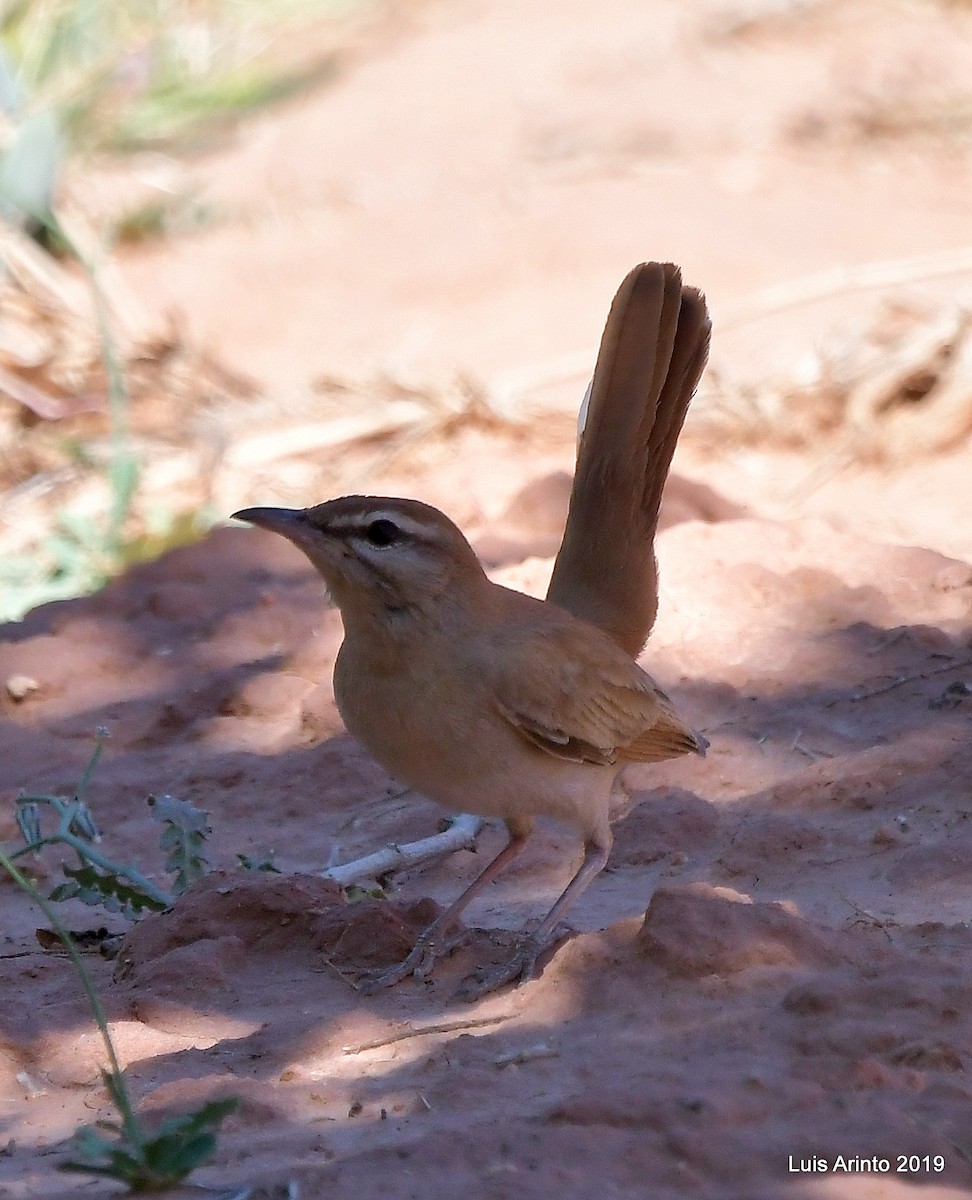 Rufous-tailed Scrub-Robin (Rufous-tailed) - Luis Arinto