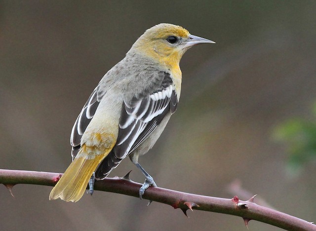 Definitive Basic female Baltimore Oriole (24 November). - Baltimore Oriole - 