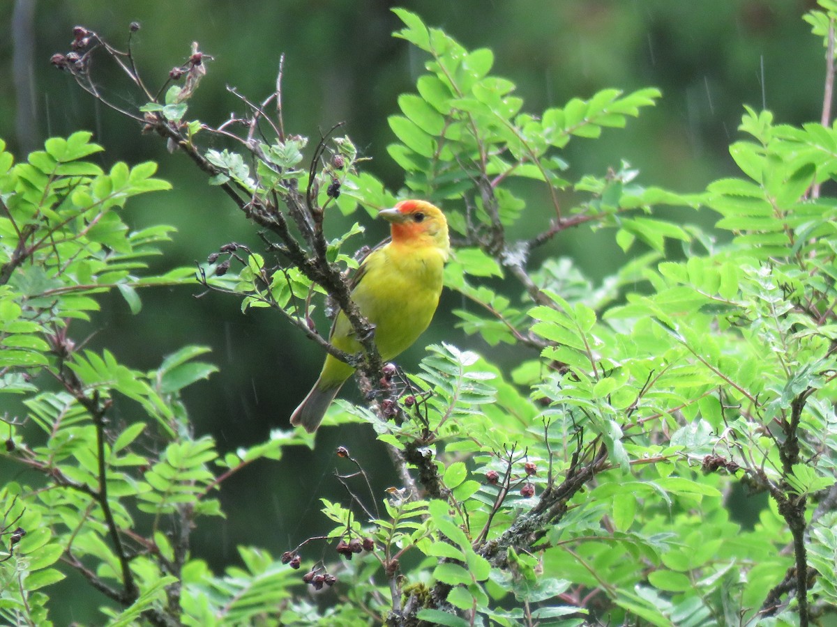 Western Tanager - ML160667781