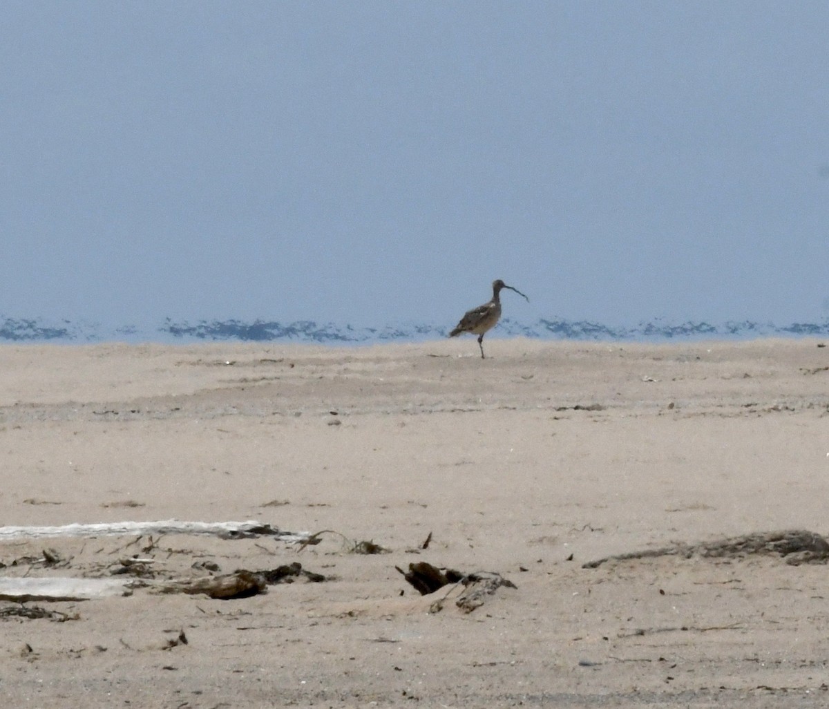 Long-billed Curlew - ML160668601