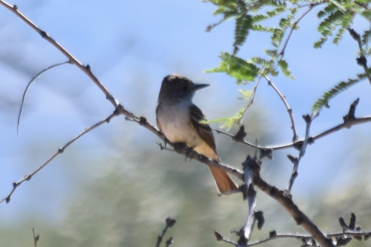 Ash-throated Flycatcher - Don Carlson