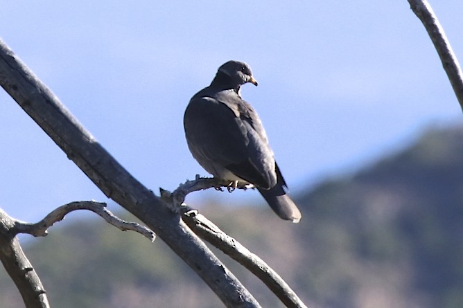 Band-tailed Pigeon - ML160671621