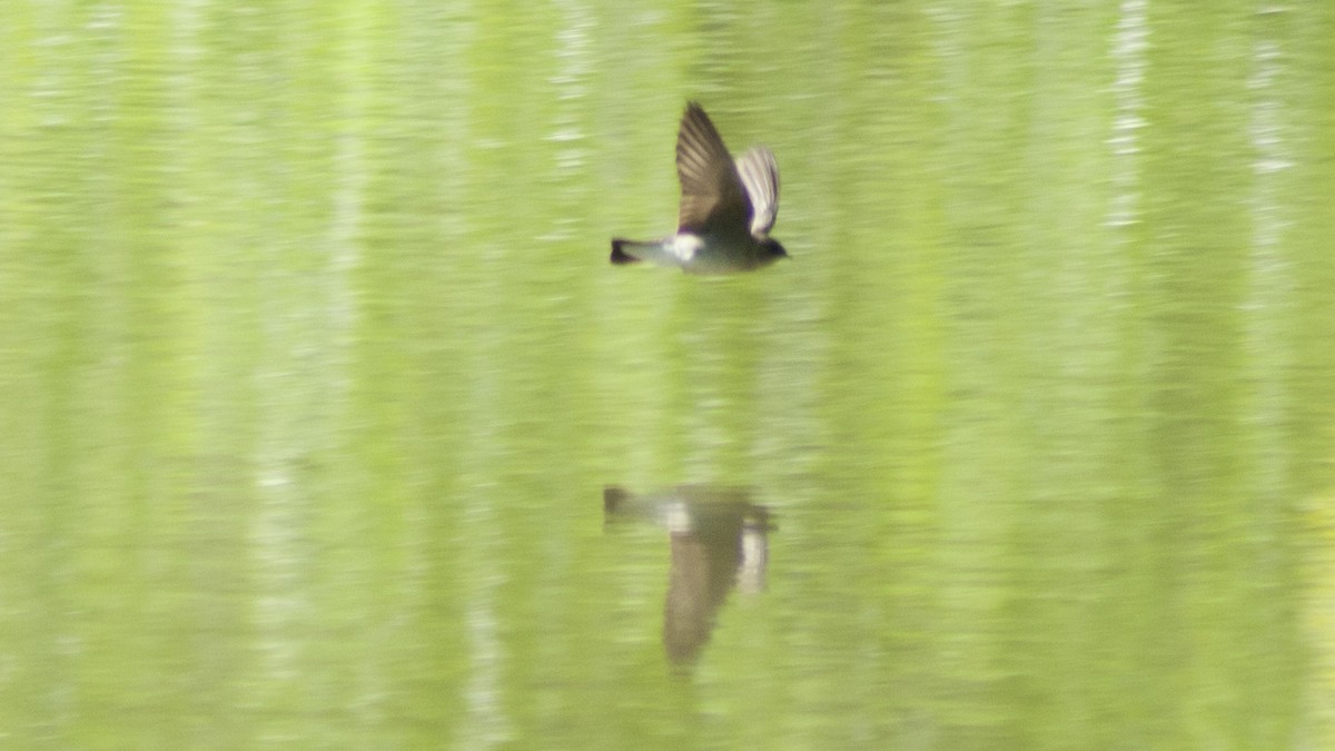 Northern Rough-winged Swallow - Jasper Weinberg