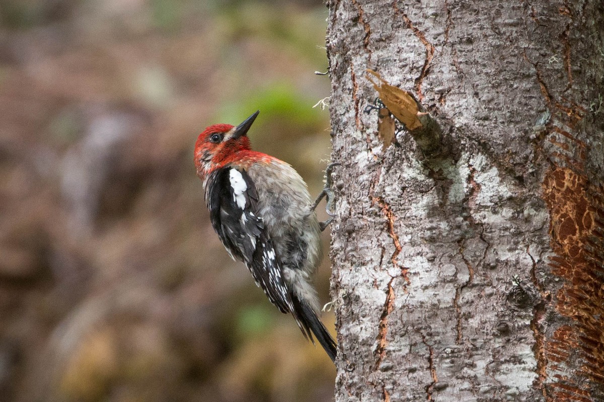 Red-breasted Sapsucker - ML160675941
