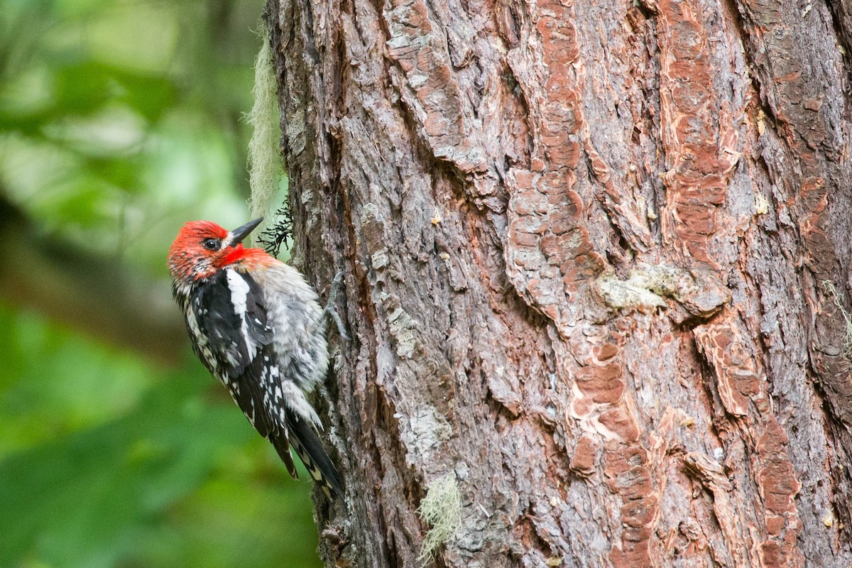 Red-breasted Sapsucker - ML160675951