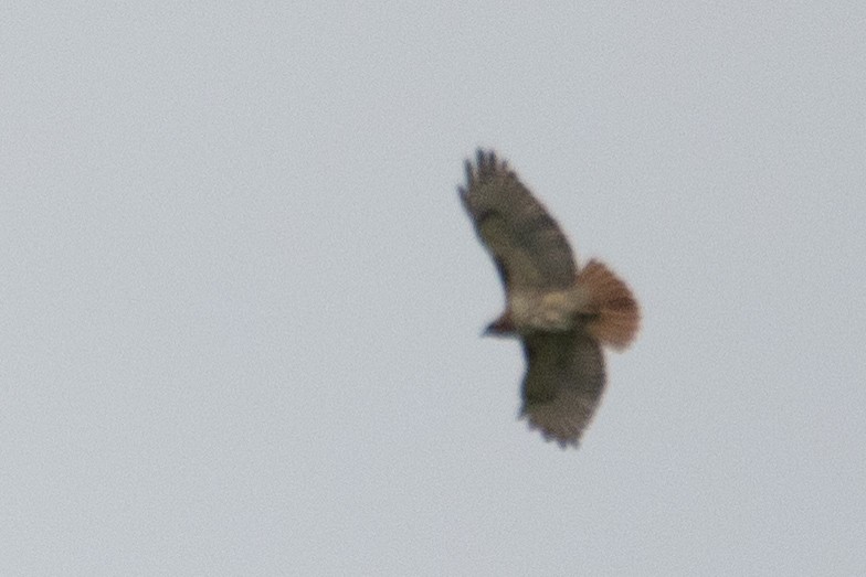 Red-tailed Hawk - ML160679461
