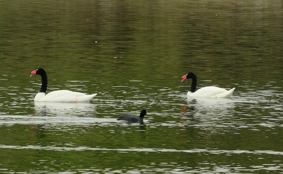 Black-necked Swan - ML160679941