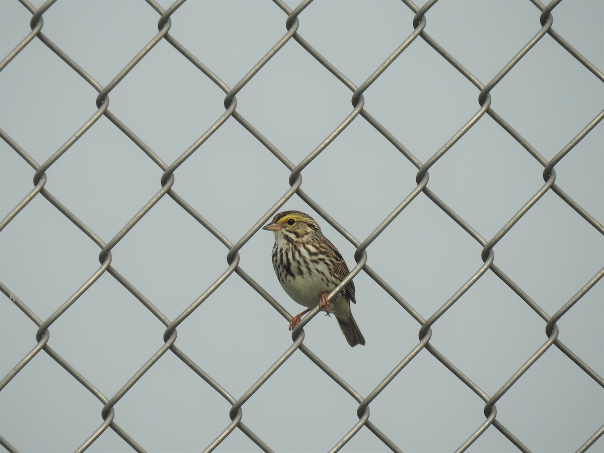 Savannah Sparrow - ML160679991