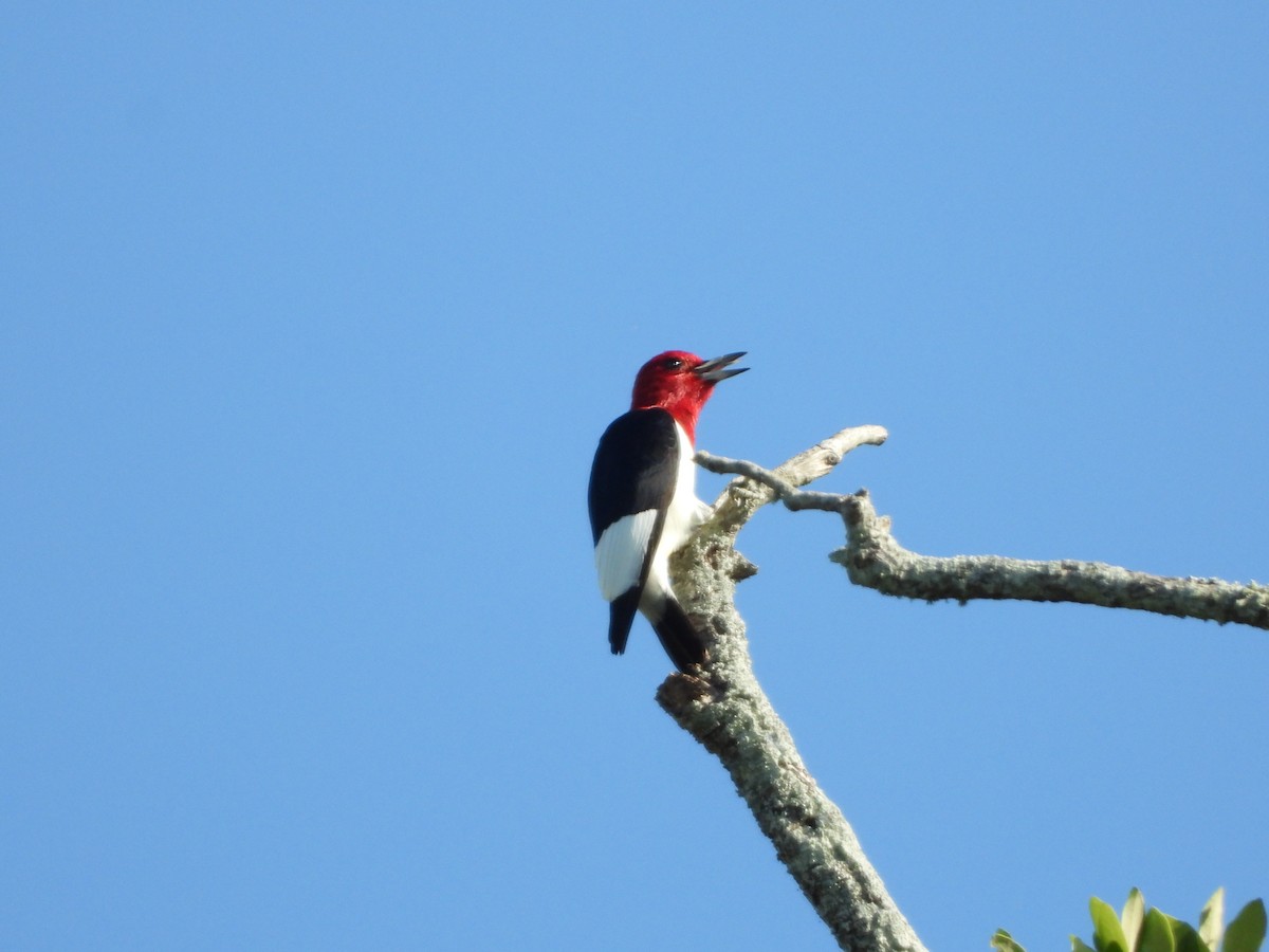 Red-headed Woodpecker - ML160684311