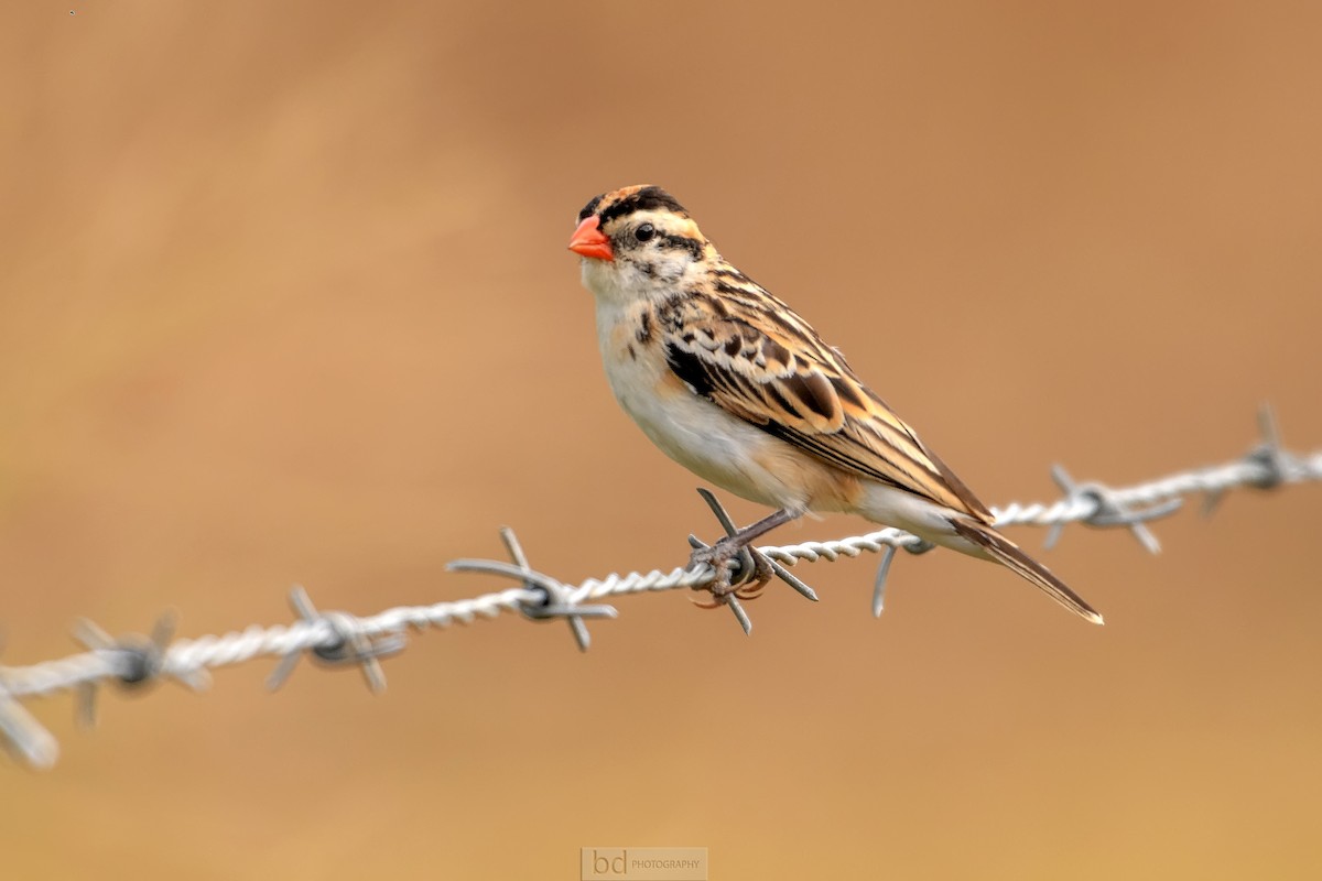 Pin-tailed Whydah - Benny Diaz