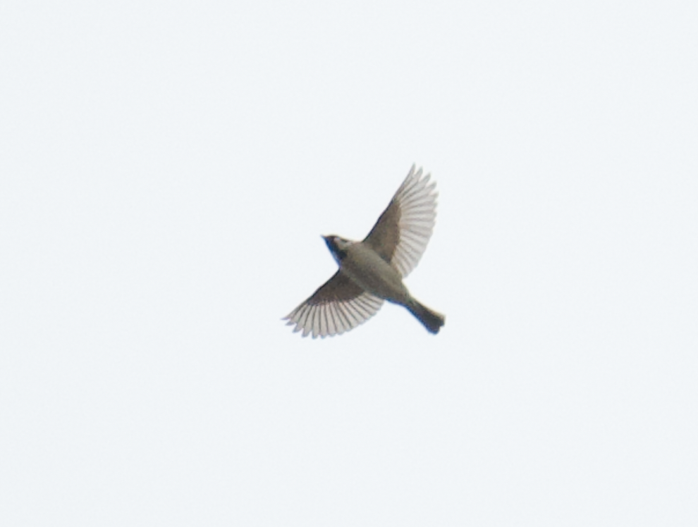 Eurasian Tree Sparrow - ML160685911