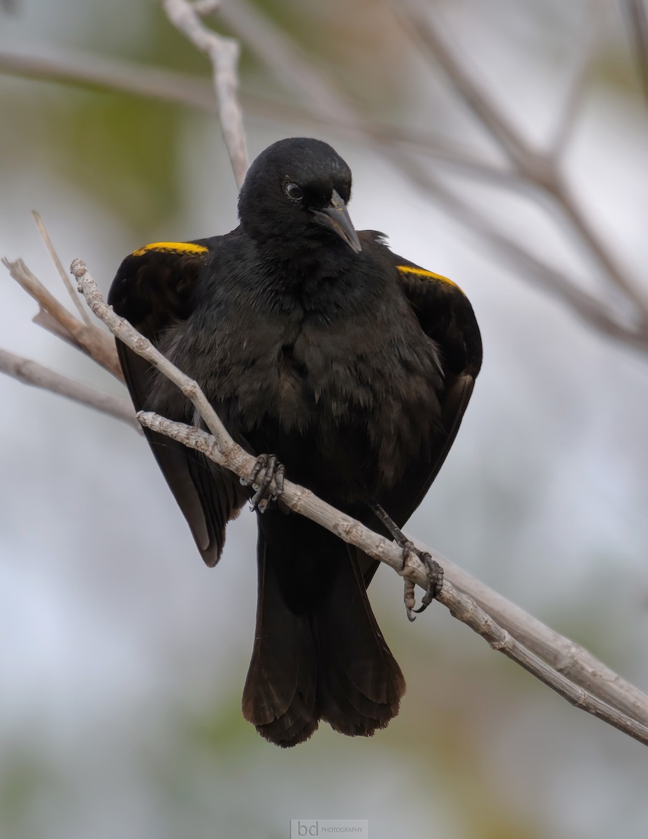 Yellow-shouldered Blackbird - ML160686231