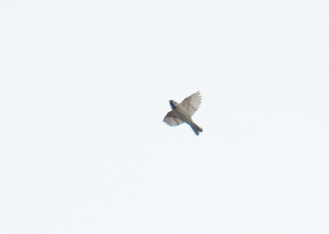 Eurasian Tree Sparrow - ML160686541