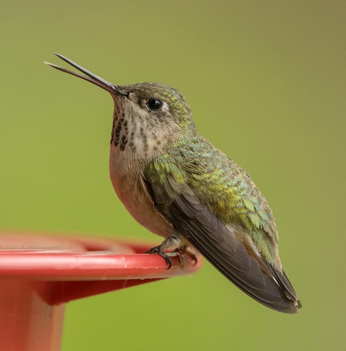 Calliope Hummingbird - ML160687291