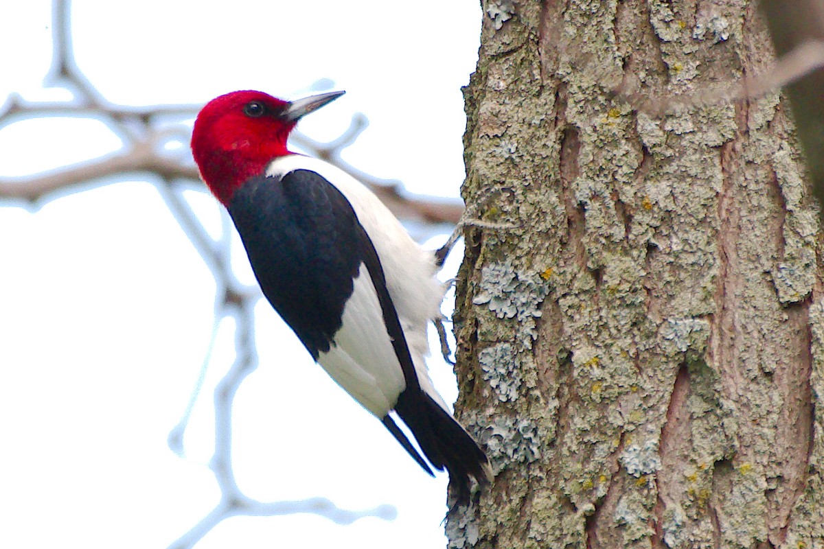 Red-headed Woodpecker - Rick Beaudon