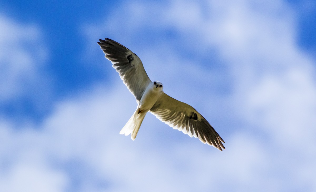 White-tailed Kite - ML160692561