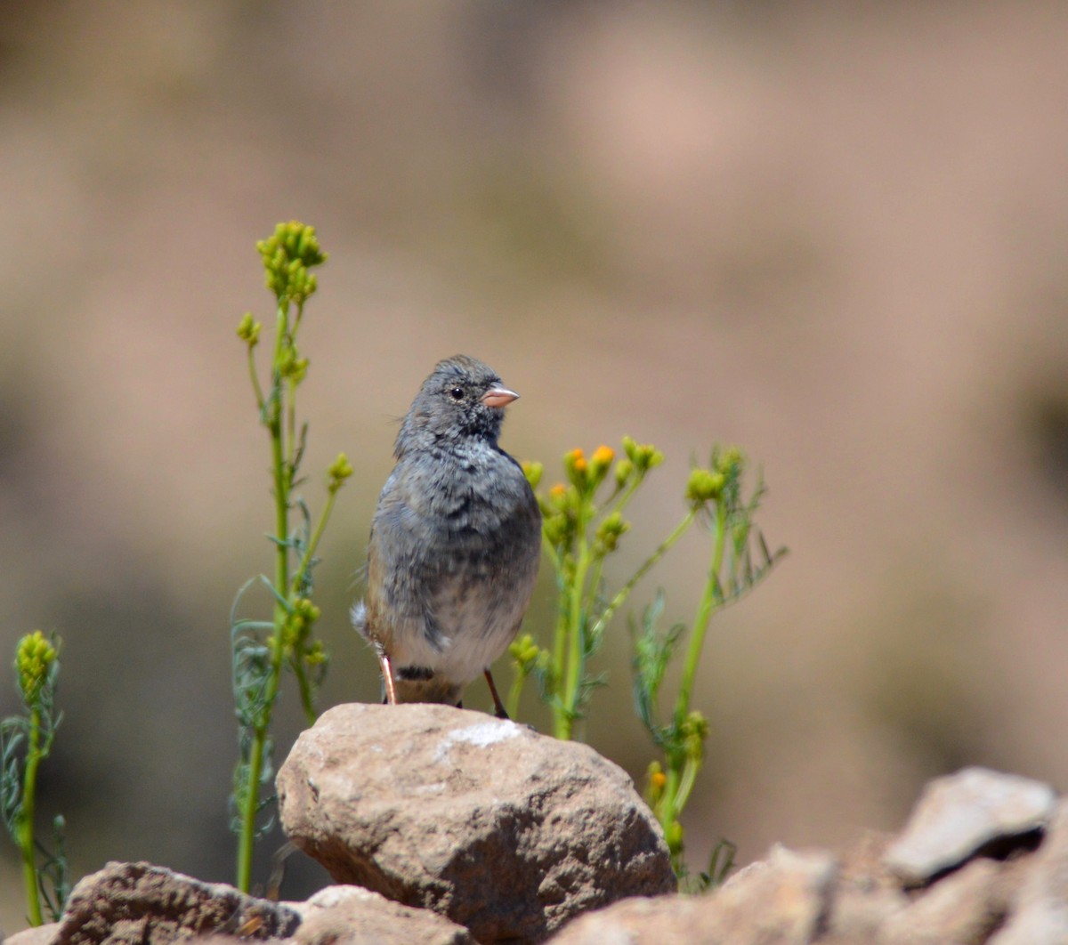 Mourning Sierra Finch - Esteban Villanueva (Aves Libres Chile)
