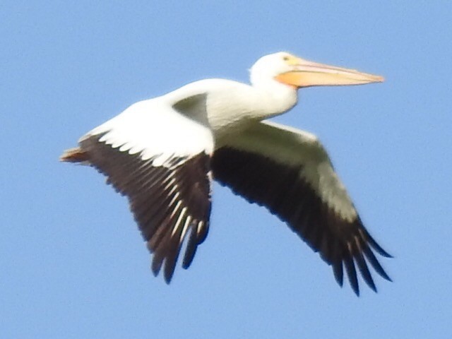 American White Pelican - Daron Patterson