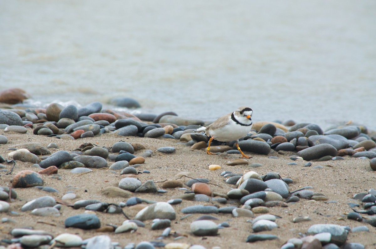 Piping Plover - ML160706821