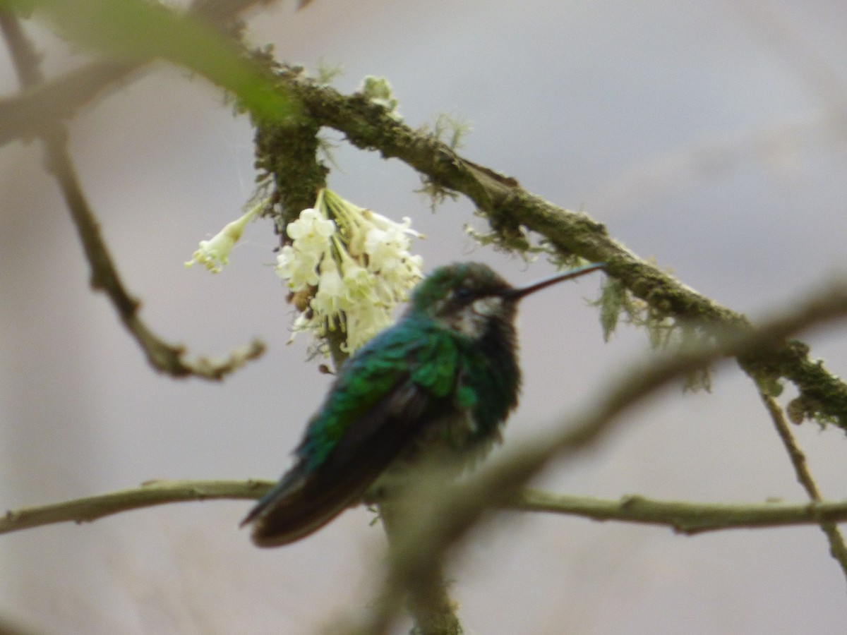 Short-tailed Emerald - Alberto Peña