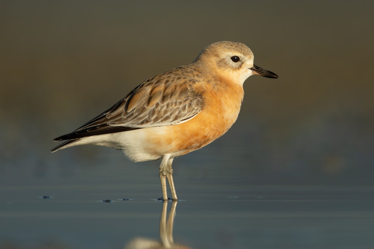 Red-breasted Dotterel - ML160707831