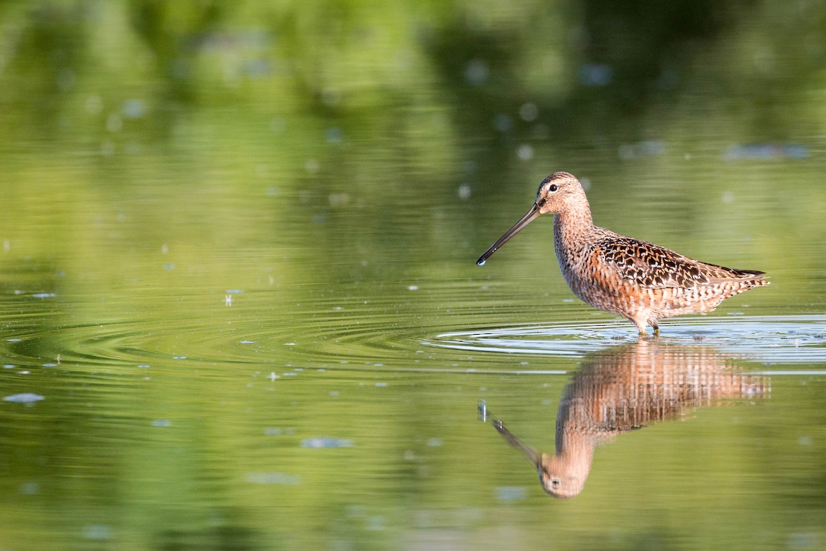Long-billed Dowitcher - Tanner Martin
