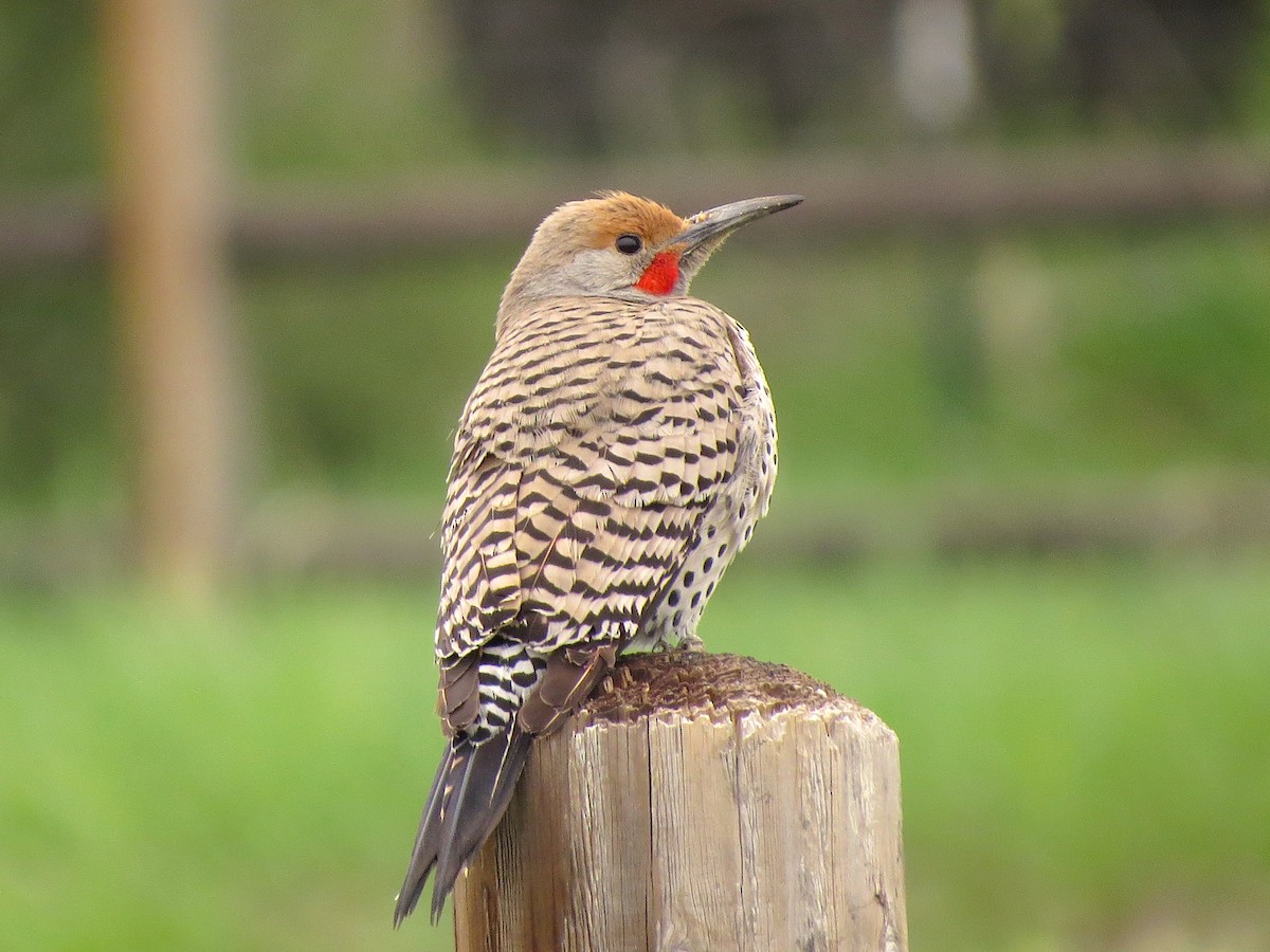Northern Flicker (Red-shafted) - Ted Floyd