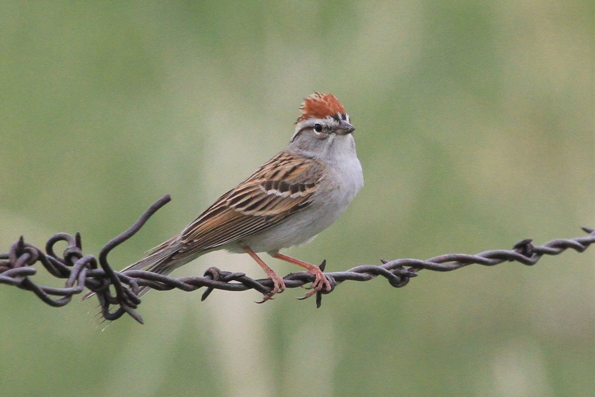 Chipping Sparrow - Kent Forward