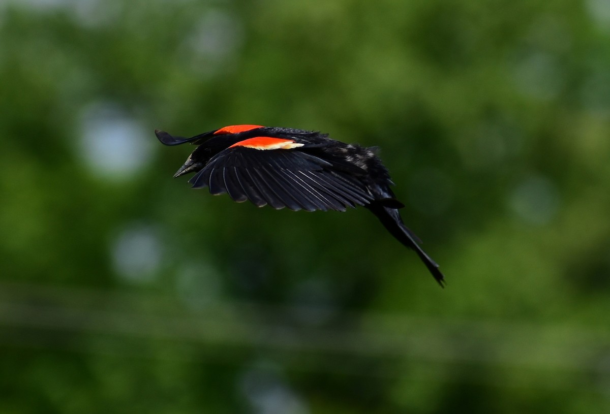 Red-winged Blackbird - ML160712101