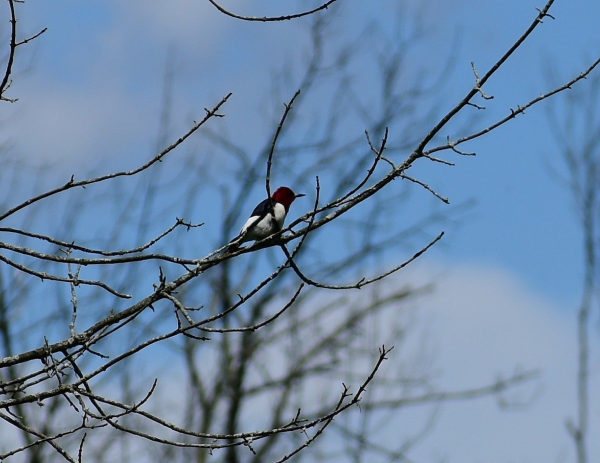 Red-headed Woodpecker - Norwood Frederick