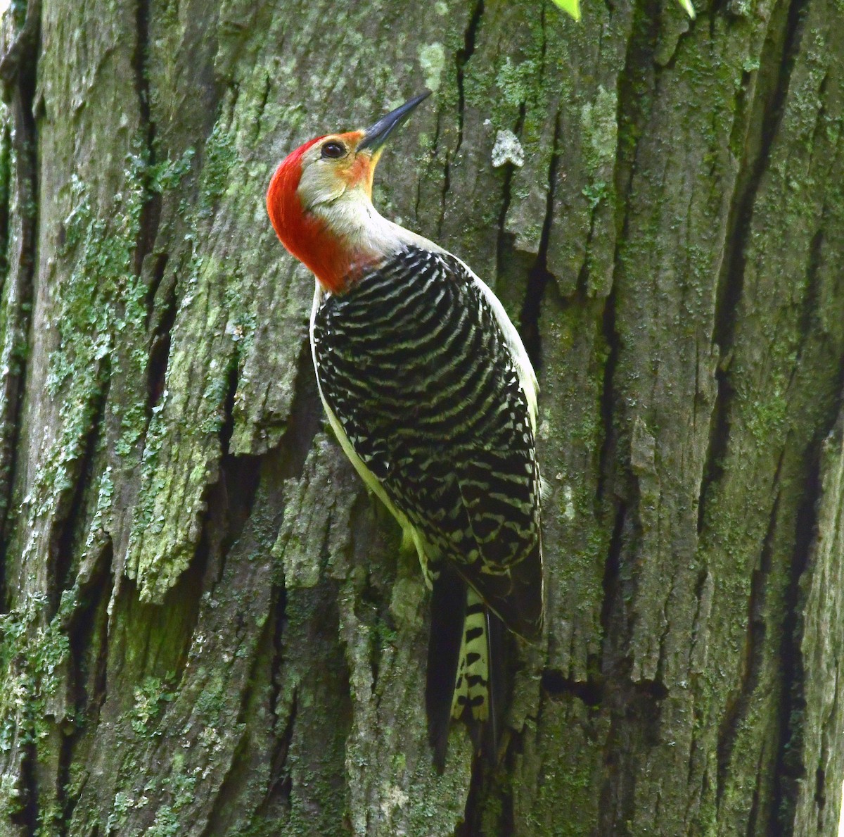 Red-bellied Woodpecker - ML160714991