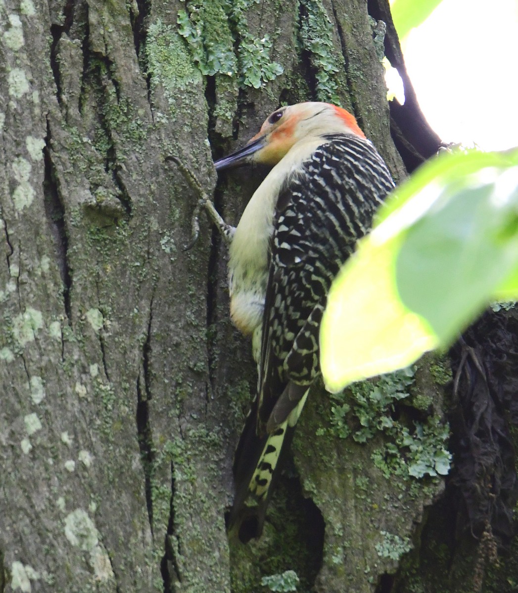 Red-bellied Woodpecker - ML160715011