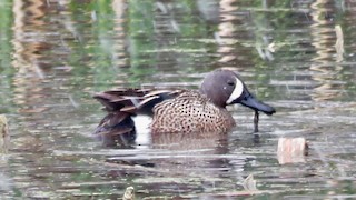 Blue-winged Teal, ML160716481
